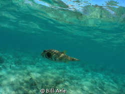 Big Island, Hawaii.  Olympus SP350 and Inon wide angle lens by Bill Arle 